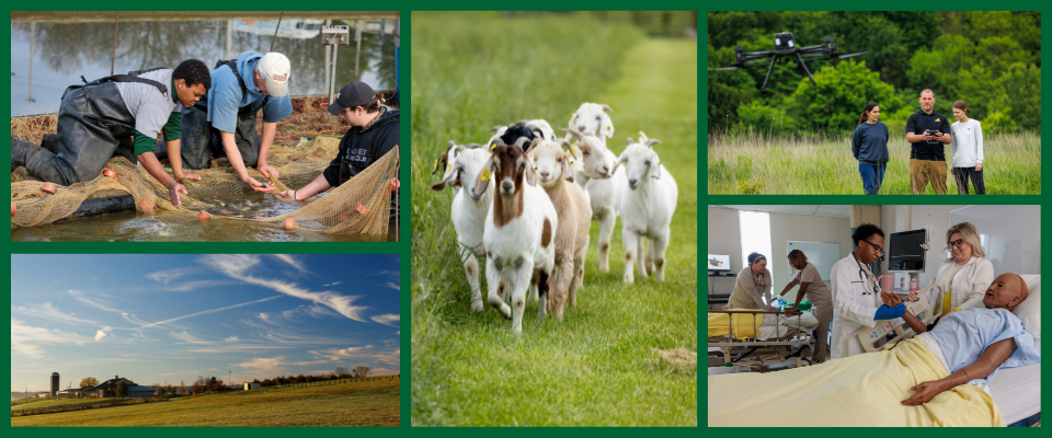 Photo collage showcasing the various schools within the College of Agriculture, Health, Natural Resources